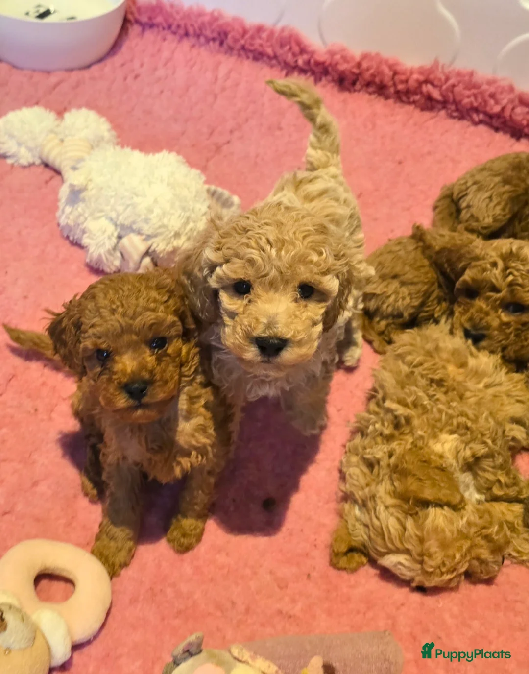 Maltipoo honden te koop: Mooie Maltipoo / toy poedel pup pups - Advertentie 8
