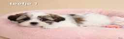 Boomer honden te koop: Super mooie boomer pups. Shih tzu  - Advertentie 3