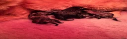 Kruising honden te koop: 🐾 4 Teddypoo pups geboren |ToyPoedelXTeddydog 🤎 - Advertentie 20