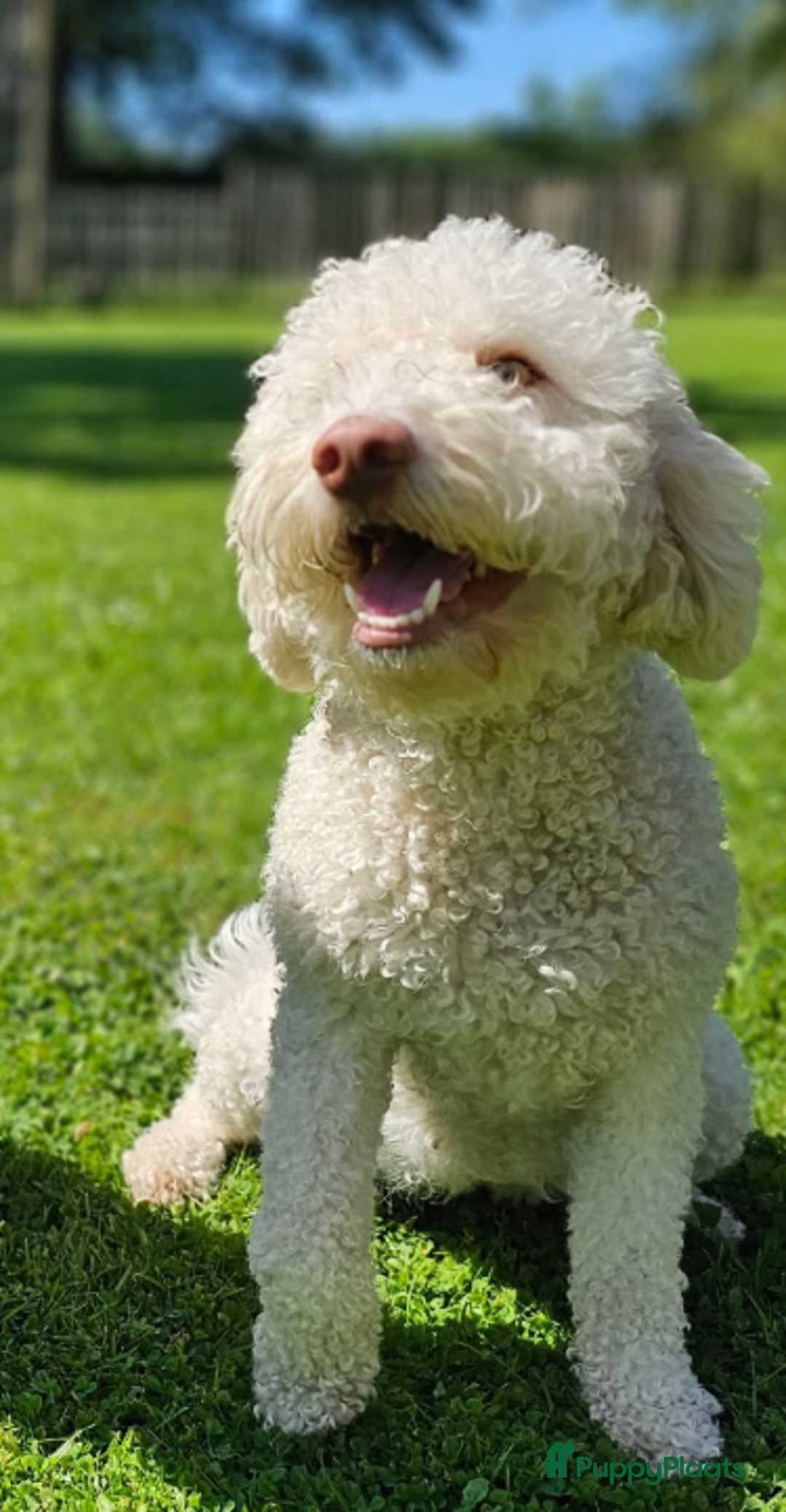 Lagotto Romagnolo honden te koop: Lagotto Romagnolo - Ollie - Advertentie 7