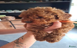 Dwergpoedel honden te koop: Dwergpoedel pups - Afbeelding 4
