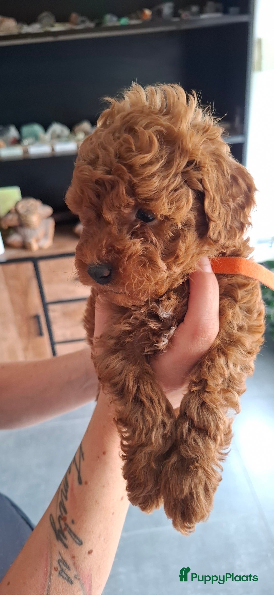Dwergpoedel honden te koop: Dwergpoedel pups - Afbeelding 4