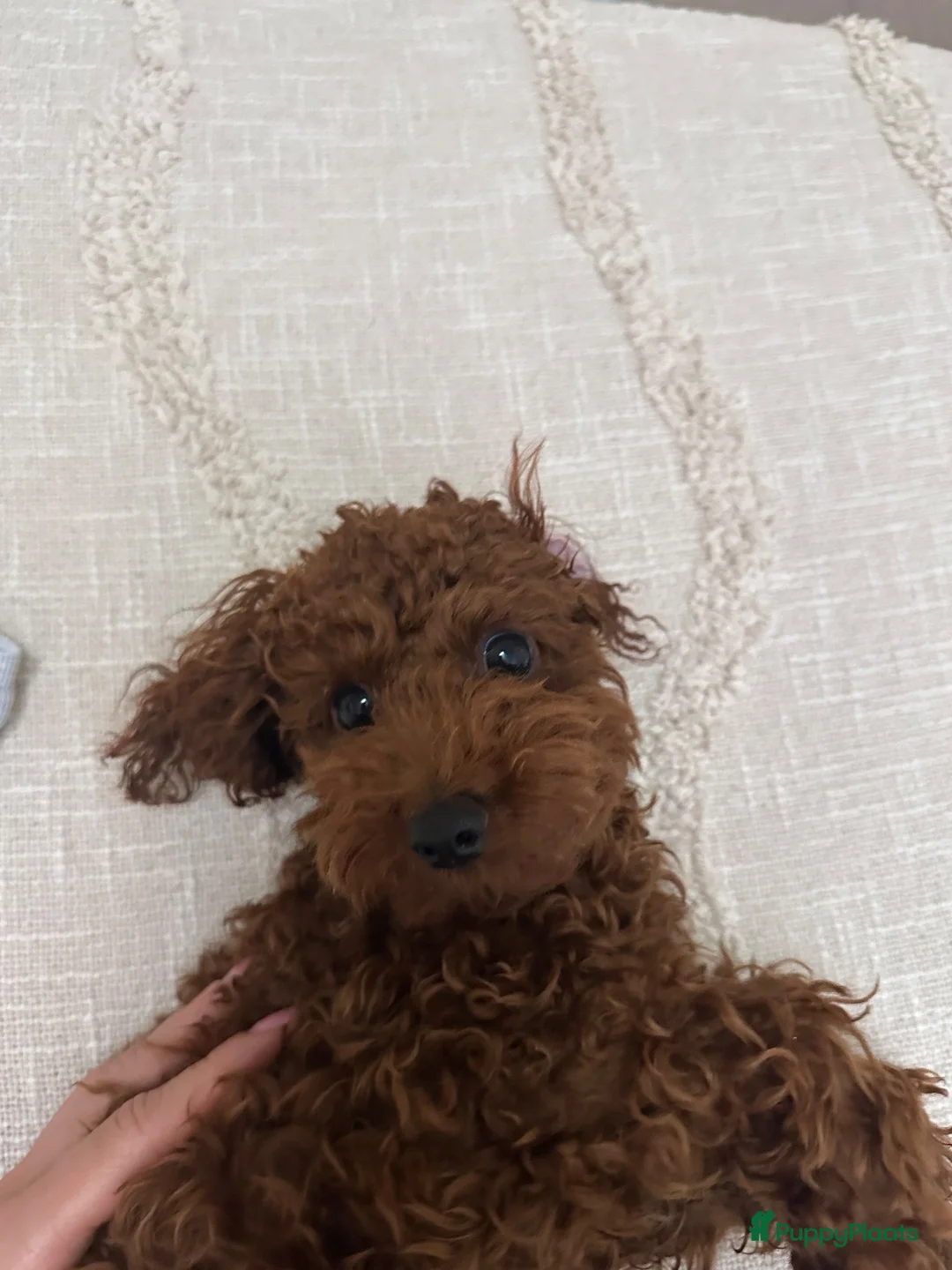 Poedel Toy honden te koop: Toy poedel reutje zoekt een liefdevol thuis - Advertentie 5