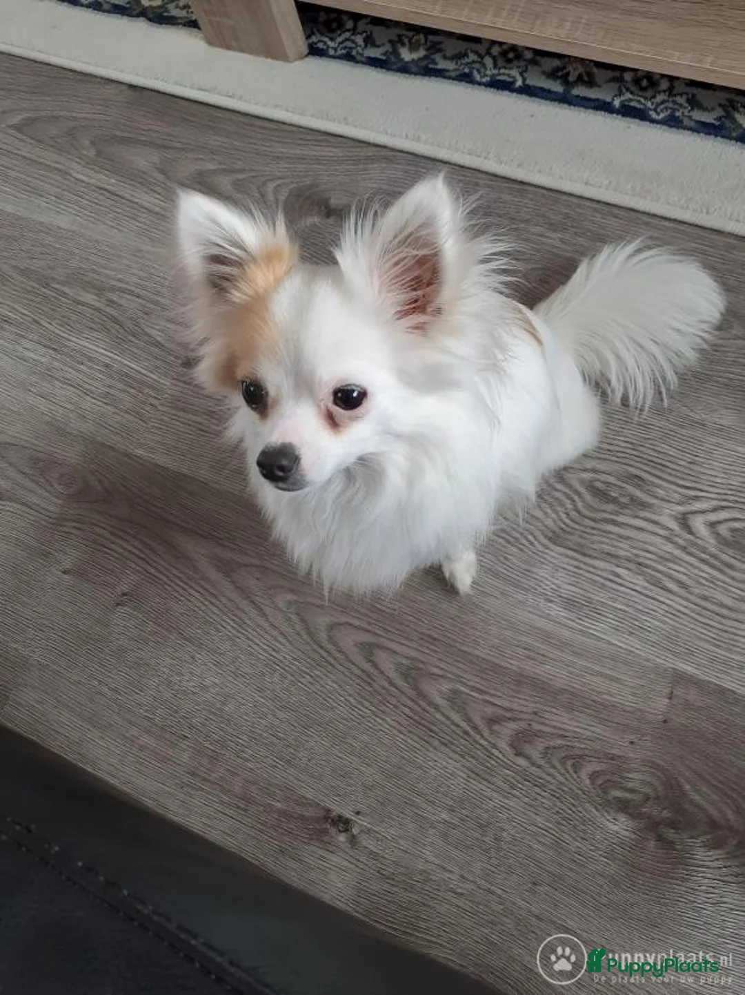 Chihuahua honden ter dekking: Dekreu in Ridderkerk - Advertentie 3
