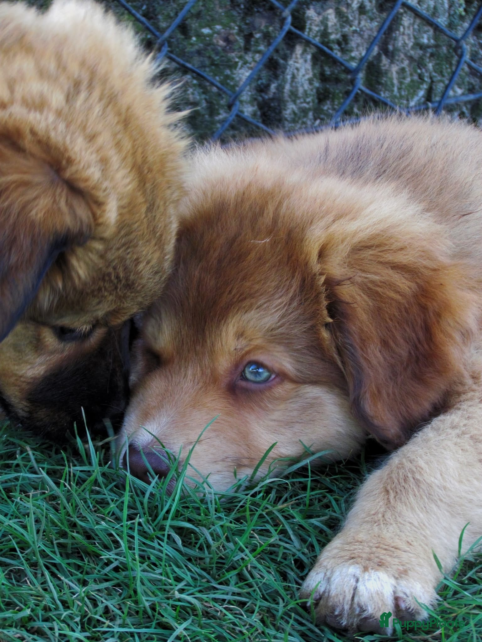 Kruising honden Nova scotia duck tolling x Australian shepherd pup - Advertentie 1