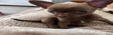 Chihuahua Puppy 1