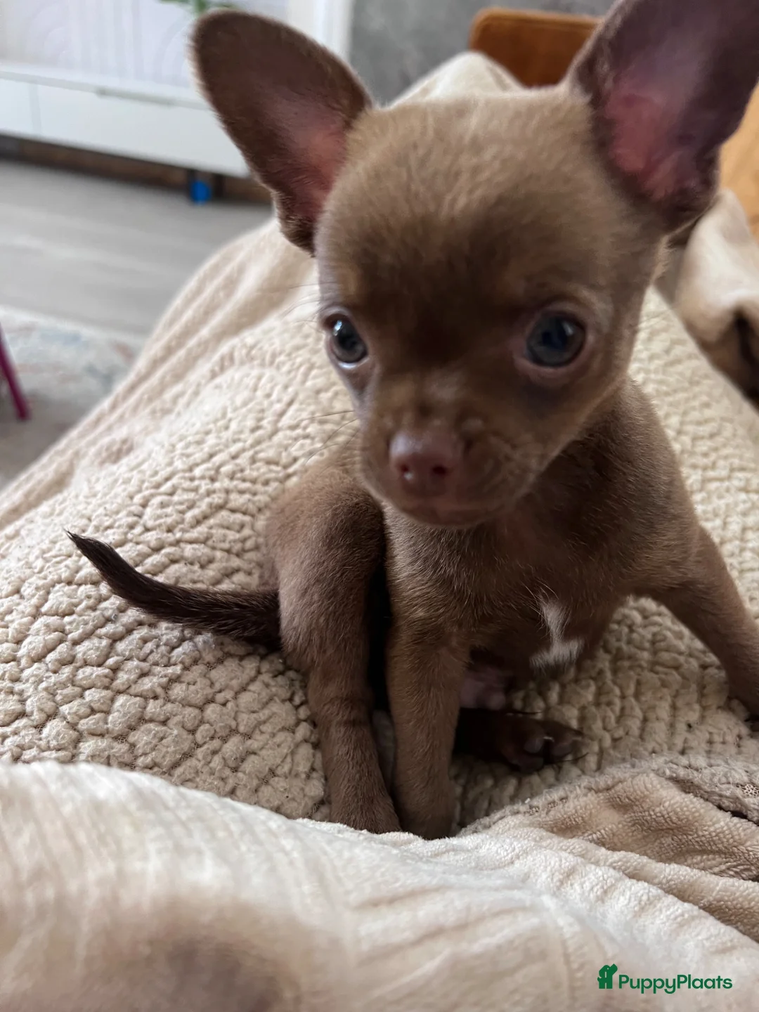Chihuahua honden te koop: Mooie chihuahua pup  - Advertentie 2