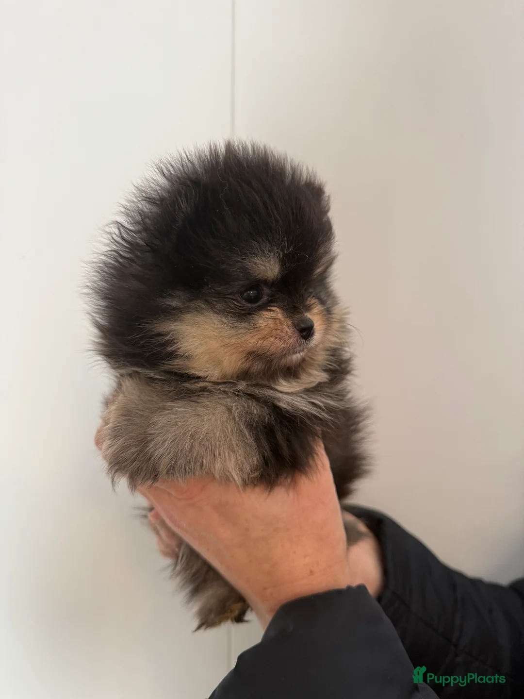 Pomeriaan honden te koop: 100% pomeriaan, 4 teefjes uit showlijn. - Advertentie 2