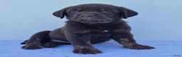 Kruising honden te koop: Kruising bullador x labrador - Advertentie 5