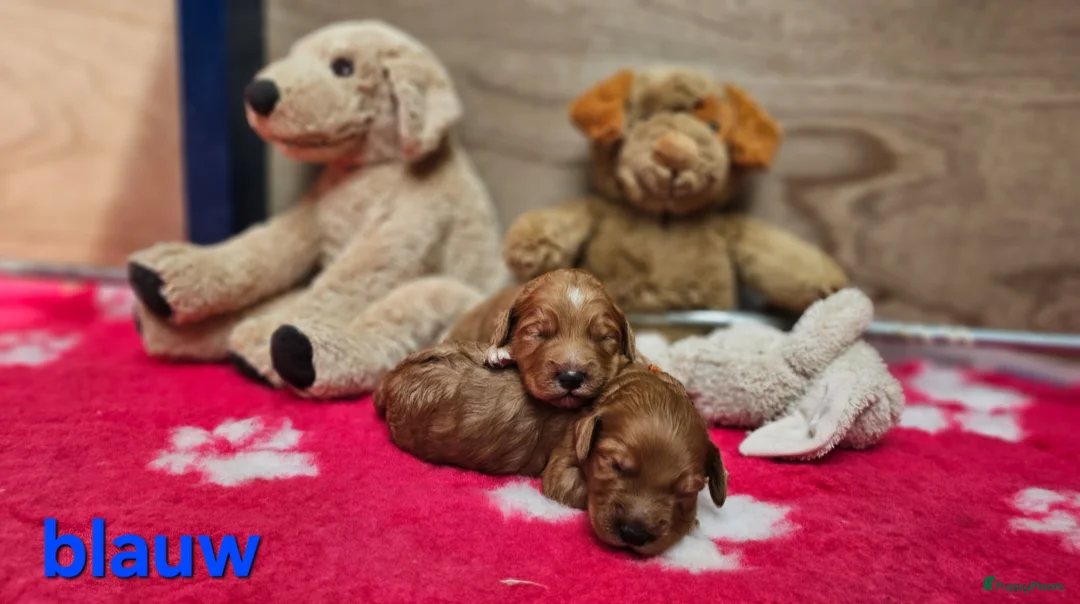 Labradoodle honden te koop: Super mooie Labradoodle pups in Schijndel - Advertentie 19