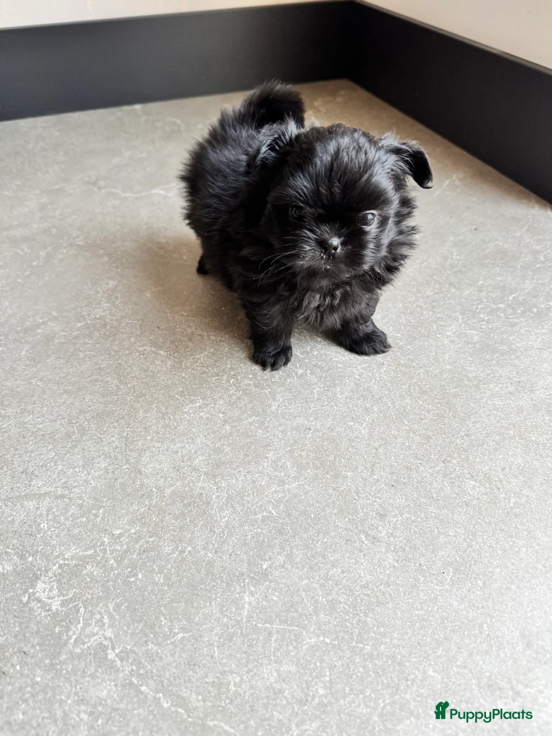 Kruising honden te koop: Mooie Shih tzu x pomeriaan pups in Zwolle - Advertentie 15