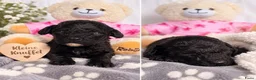 Poedel Toy honden te koop: Prachtig mooie toy poedel pupjes - Advertentie 12