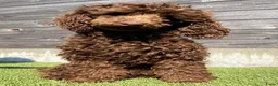 Labradoodle honden te koop: Mooie mini labradoodle puppies  - Advertentie 7