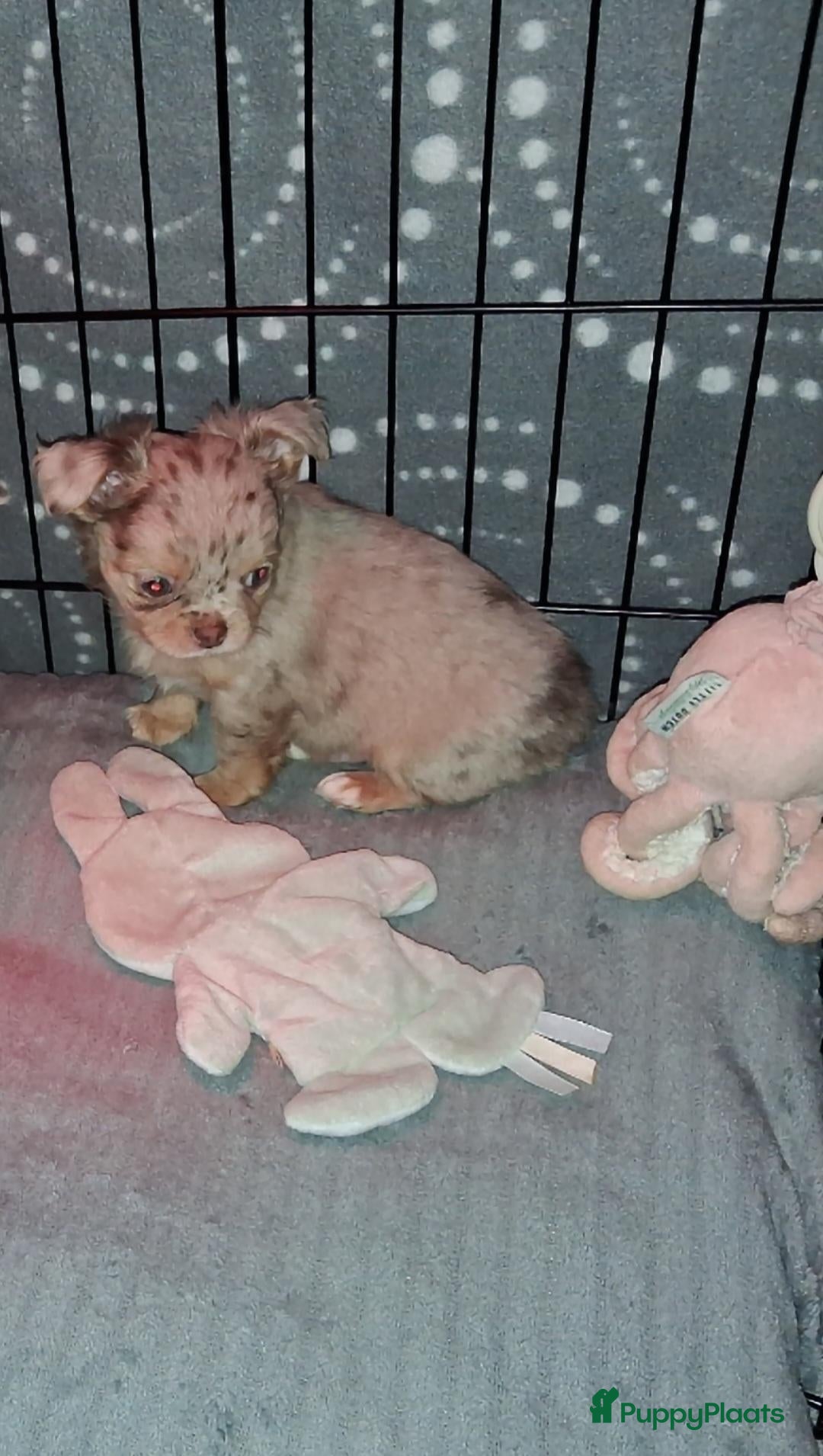 Chihuahua honden chihuahua reu - Advertentie 1