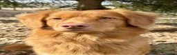 Nova Scotia Duck Tolling Retriever honden te koop: Nova scotia duck tolling retriever pups - Advertentie 3