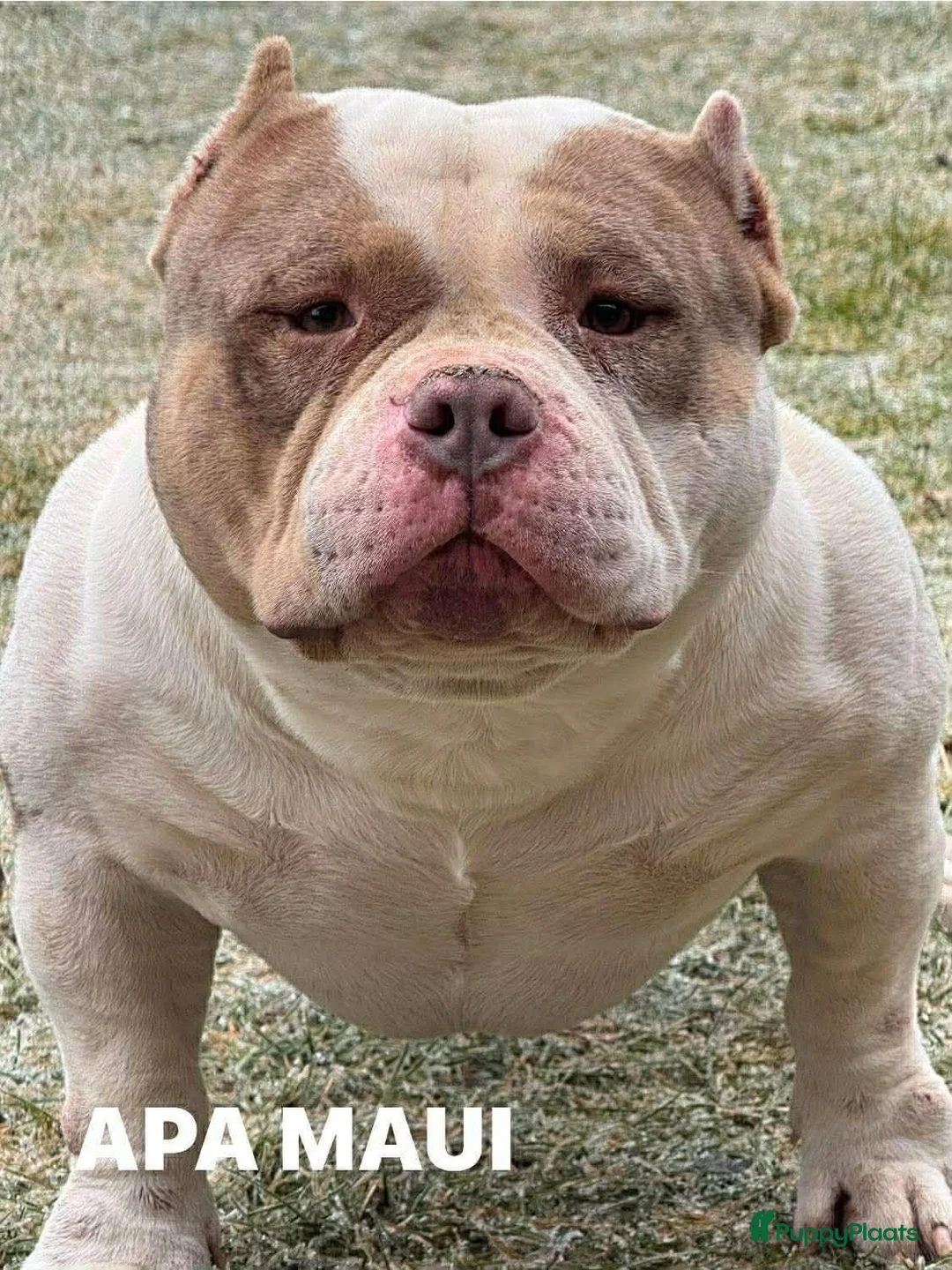 Amerikaanse Bully honden te koop: American bully pocket pups - Advertentie 1