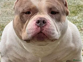 Amerikaanse Bully honden American bully pocket pups - Advertentie 1