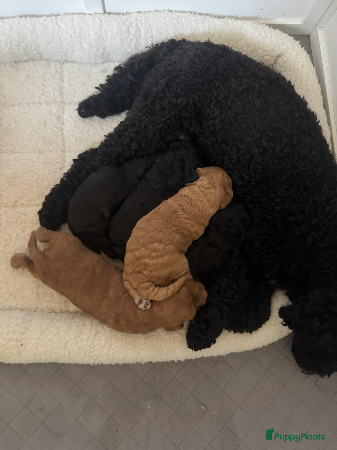 Labradoodle honden te koop: Mini labradoodle pups mogen het nest verlaten  - Advertentie 2