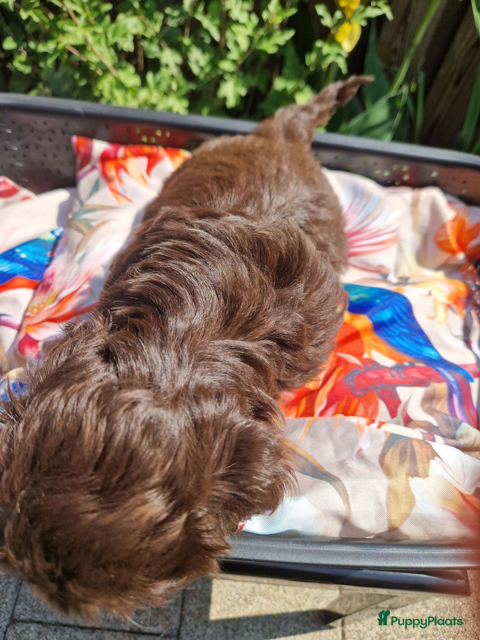 Shih Tzu honden Raszuivere shih tzu pups  - Advertentie 2