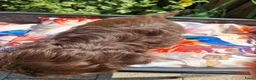 Shih Tzu honden te koop: Raszuivere shih tzu pups  - Advertentie 2
