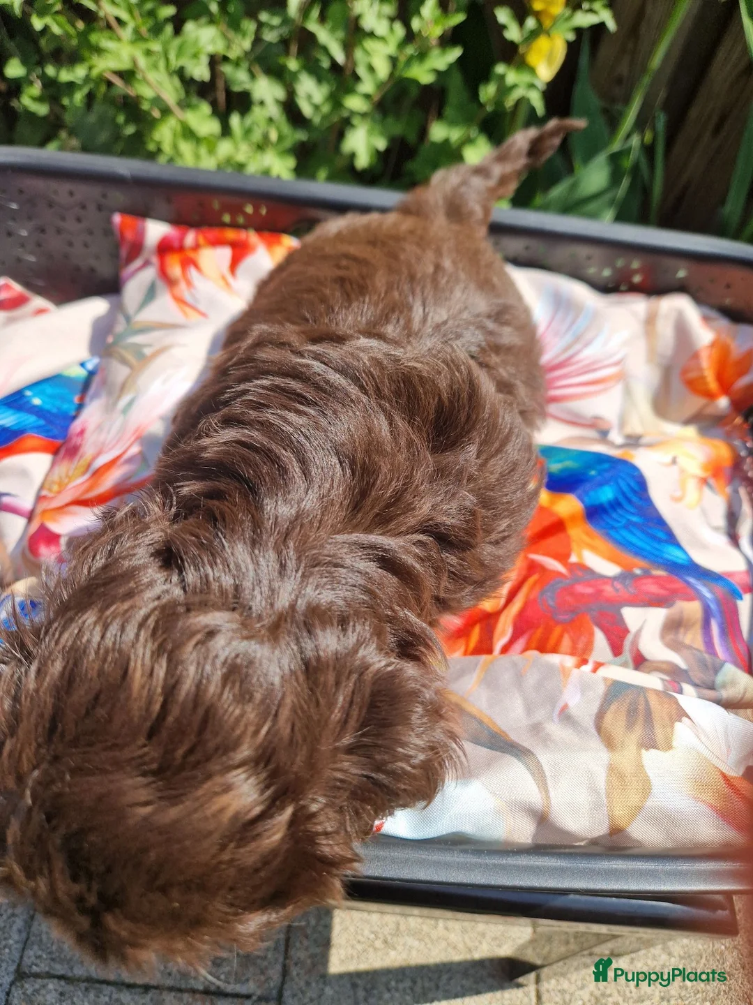 Shih Tzu honden te koop: Raszuivere shih tzu pups  - Advertentie 2