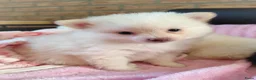 Pomeriaan honden te koop: Nog twee prachtige creme pomeranian puppys!❤️ - Advertentie 2