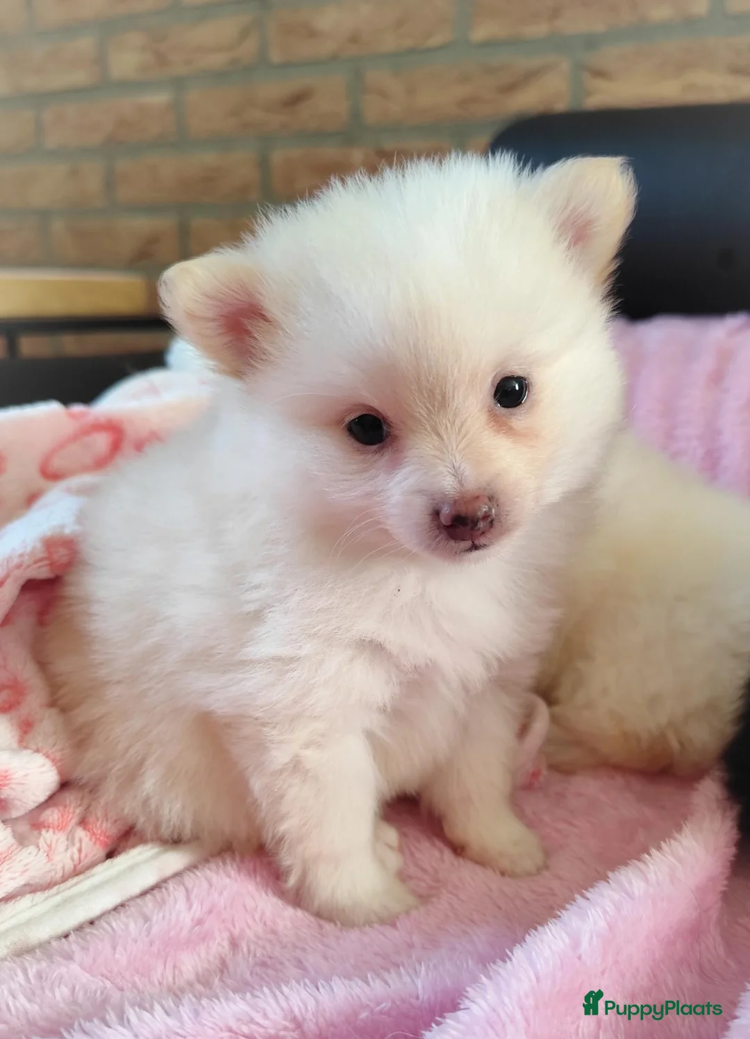 Pomeriaan honden te koop: Nog twee prachtige creme pomeranian puppys!❤️ - Advertentie 2