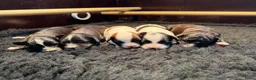 Kruising honden te koop: Mini Doodle pups – parels op zoek naar jouw hart!  - Advertentie 29