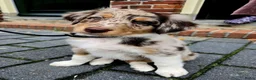 Australian Shepherd honden te koop: Australian shepherd pups ( nog 3 beschikbaar  - Advertentie 19