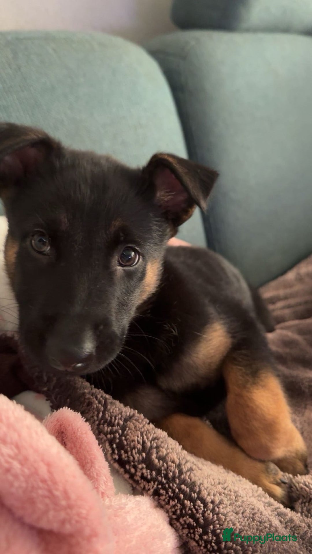 Kruising honden te koop: Herder pup - Advertentie 3