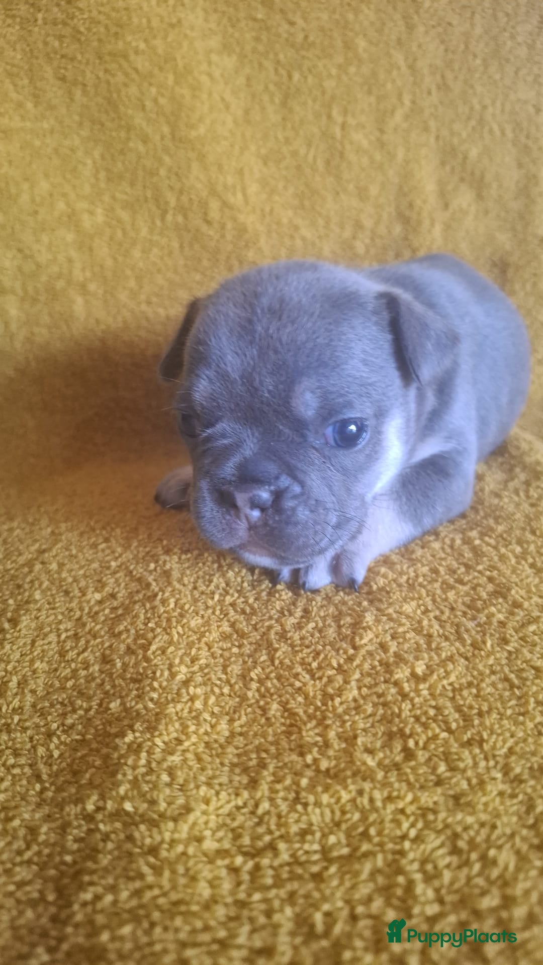 Franse Bulldog honden te koop: Franse bulldogpups  - Advertentie 3