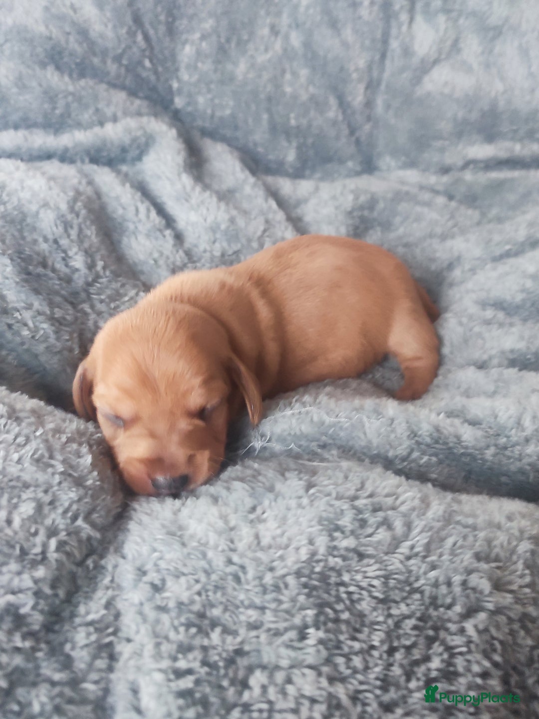 Teckel (korthaar)  honden te koop: Prachtige dwergteckel pupjes - Advertentie 9