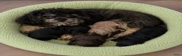Poedel Toy honden te koop: Drie toy poedel pupjes  - Advertentie 11