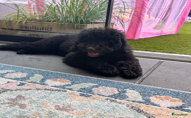 Goldendoodle honden - Advertentie 1