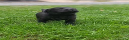 Labrador Retriever honden te koop: Labrador Retriever pups  - Advertentie 5