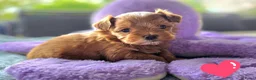 Havanezer honden te koop: Raszuivere Havanezer, met FCI stamboom - Advertentie 19