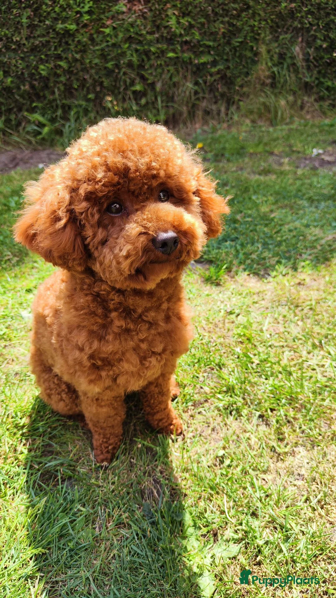 Poedel Toy honden te koop: Poedel toy puppy's  - Advertentie 1