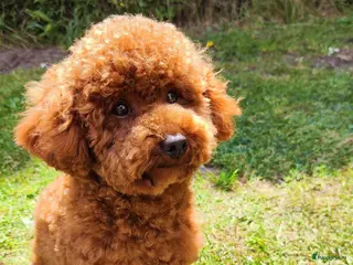 Poedel Toy honden Poedel toy puppy's - Advertentie 2