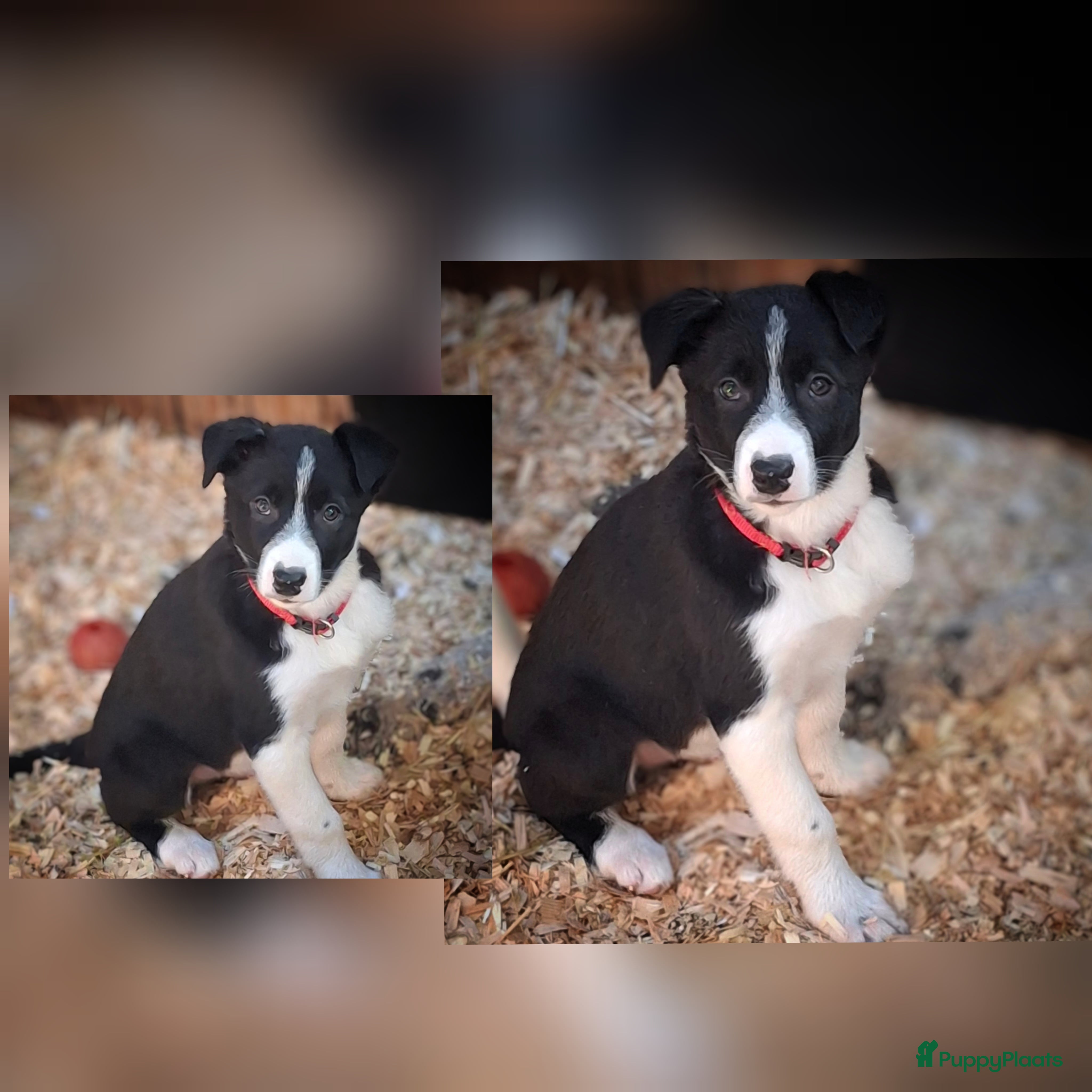 Border Collie honden Super sociale aanhankelijke pups - Advertentie 1
