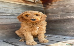 Australian Labradoodle honden te koop: Magic Doodles Rasta - Afbeelding 5