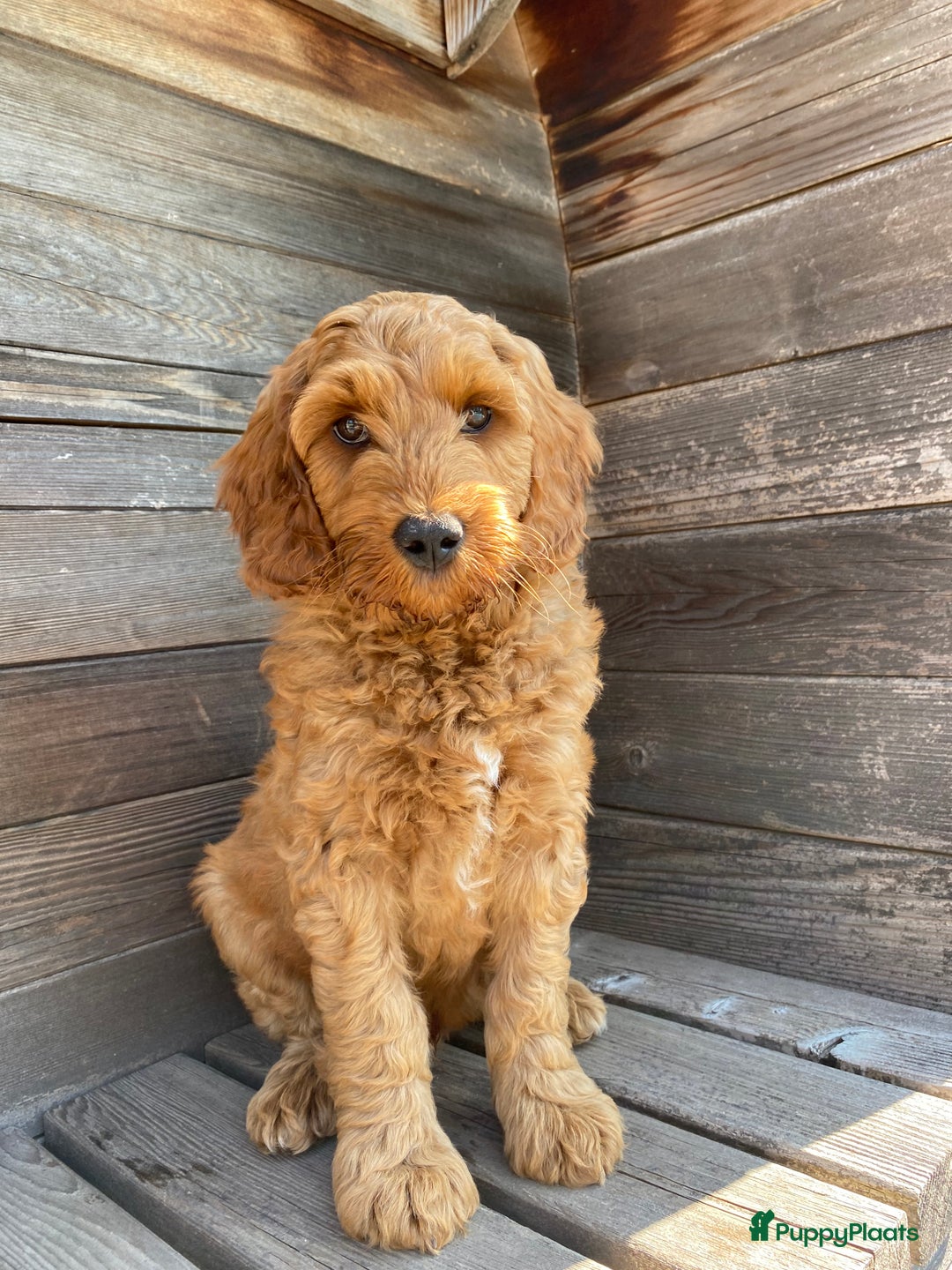 Australian Labradoodle honden te koop: Magic Doodles Rasta - Afbeelding 5