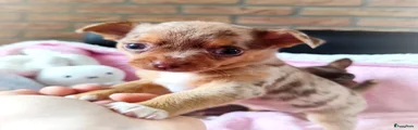 Chihuahua 2