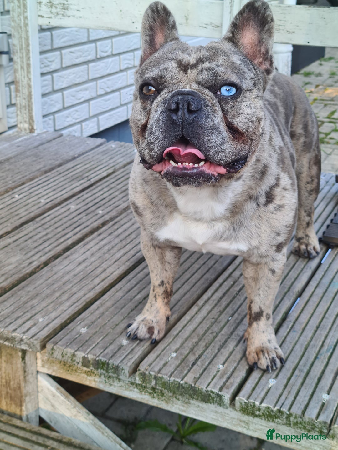 Franse Bulldog honden ter dekking: Dekreu Flex - Afbeelding 2