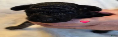 Dwergpoedel 2