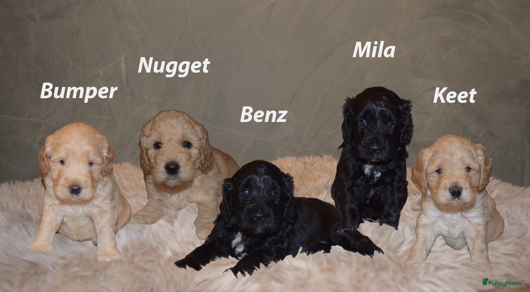 Labradoodle honden te koop: Prachtige labradoodle pups te koop  - Advertentie 1