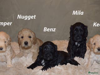 Labradoodle honden Prachtige labradoodle pups te koop - Advertentie 1