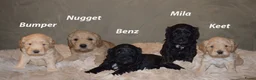 Labradoodle honden te koop: Prachtige labradoodle pups te koop  - Advertentie 1