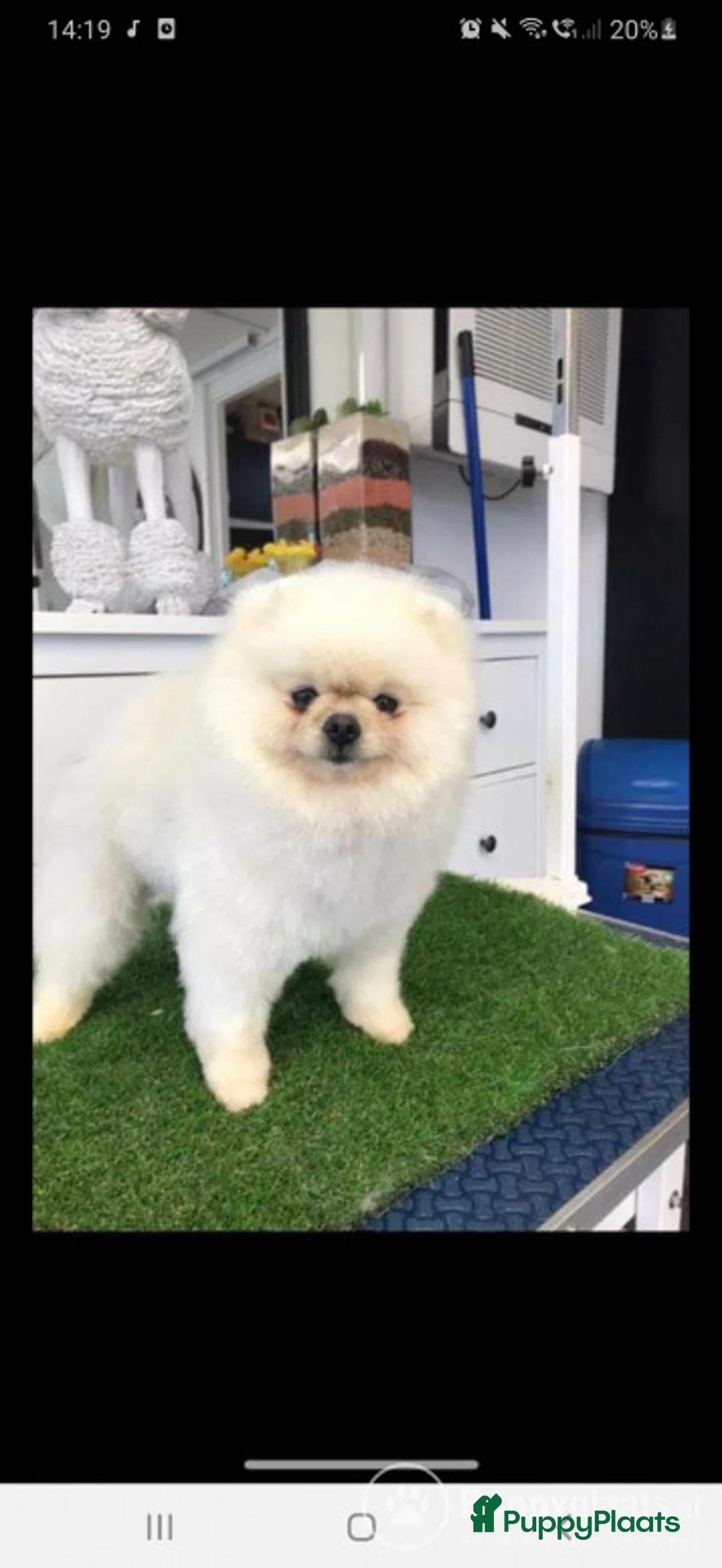 Keeshond honden ter dekking: Dekrue pomeranian in Beverwijk - Advertentie 3