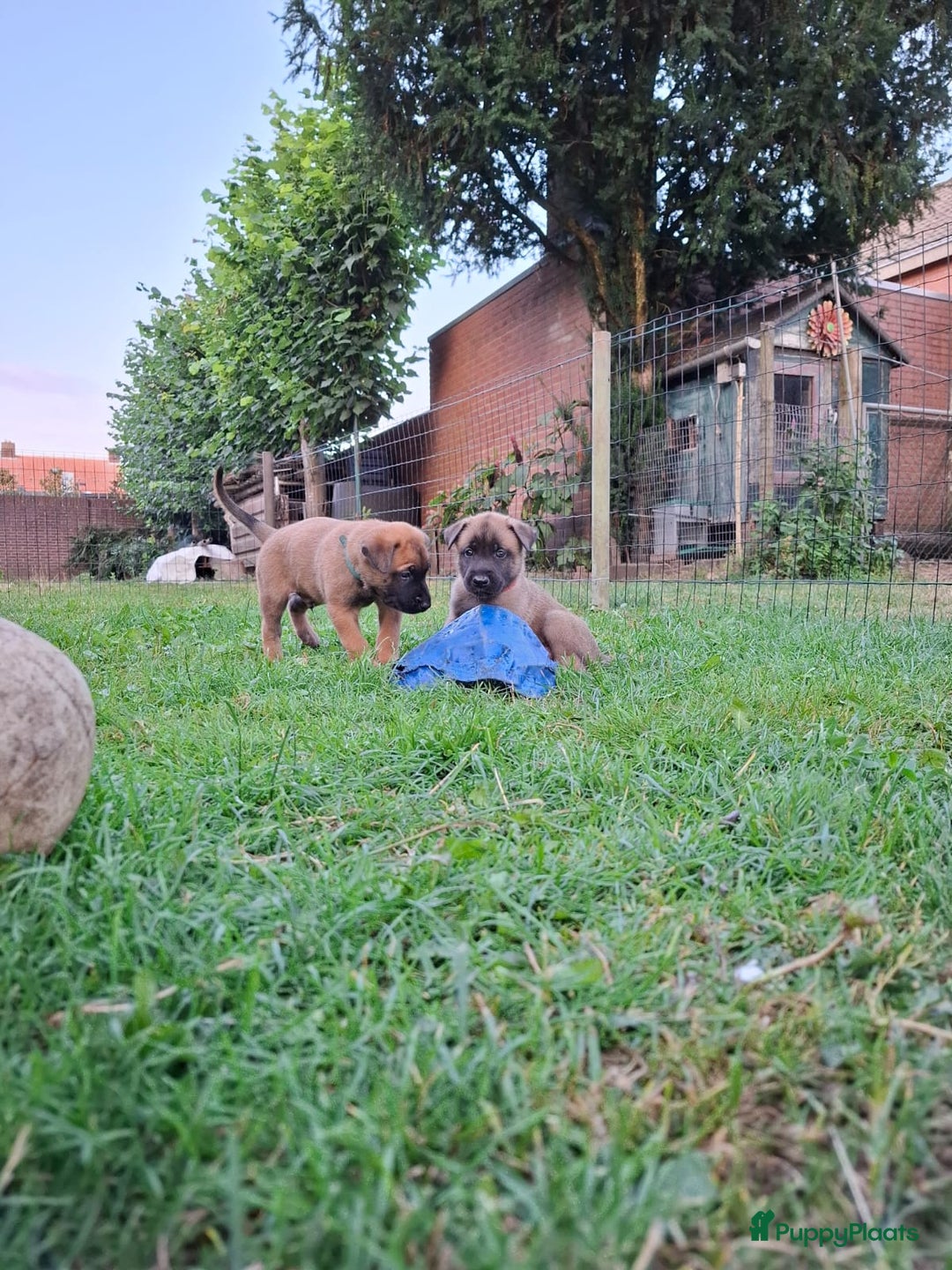Mechelse Herder honden te koop: Puppy's Mechelse herder - mogen naar nieuw huisje - Afbeelding 11