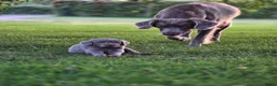 Weimarse Staande Hond langhaar honden te koop: Weimaraner Langhaar Pups met Stamboom - Advertentie 6